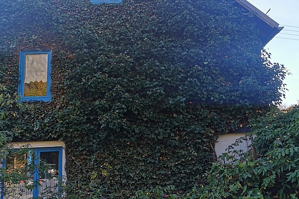 Pflege von Grünfassaden