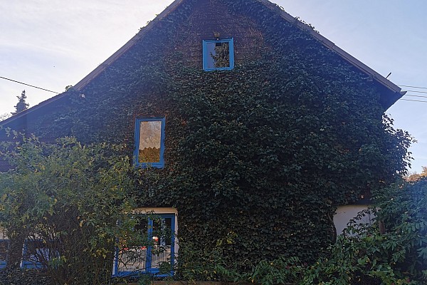 Pflege von Grünfassaden