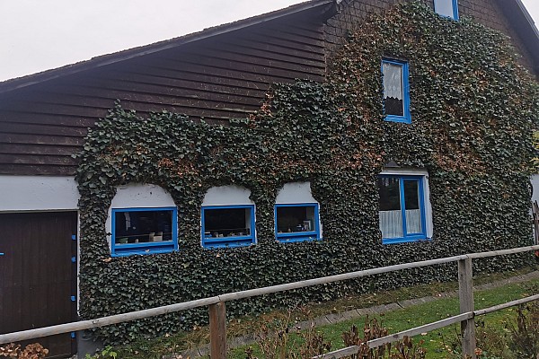 Pflege von Grünfassaden