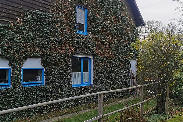 Pflege von Grünfassaden