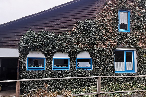 Pflege von Grünfassaden
