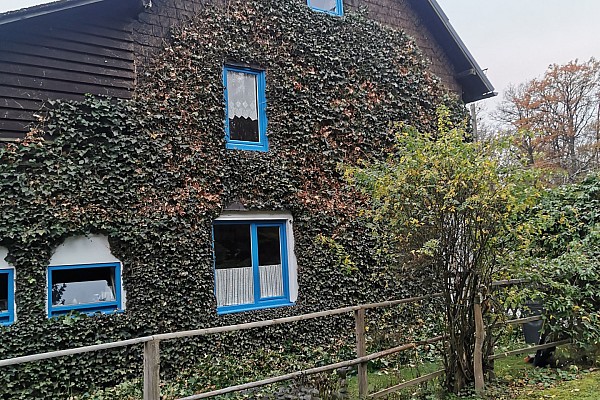 Pflege von Grünfassaden